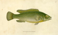 74: Labrus lineatus, Gestreifter Lippfisch