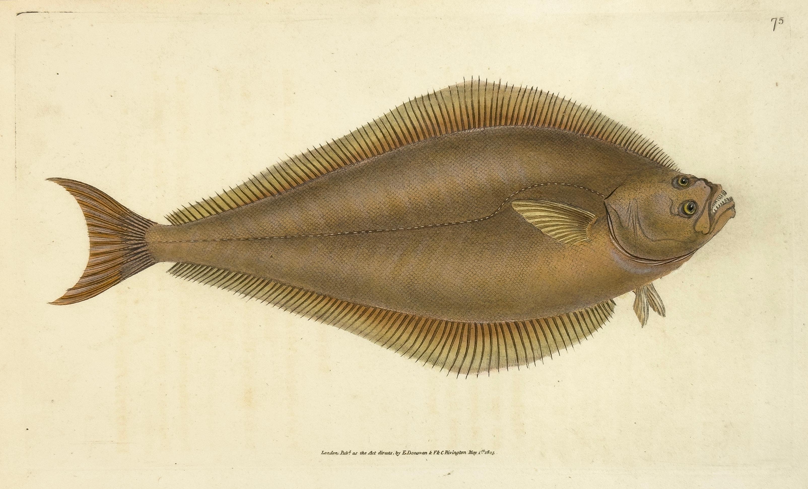 Edward Donovan Animal Print – 75: Pleuronectes hippoglossus, Heilbutt