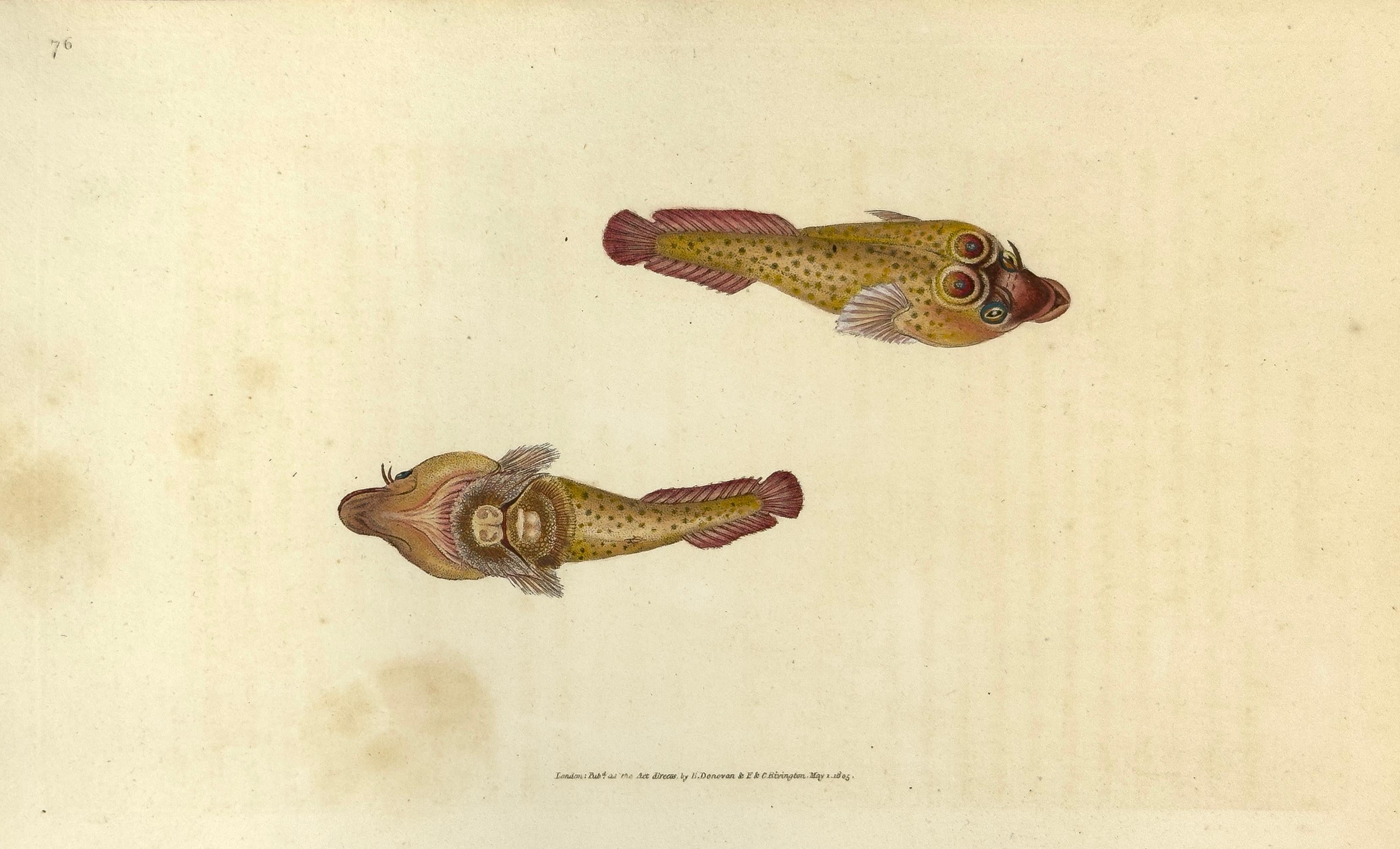 Edward Donovan Animal Print – 76: Zylinderopterus ocellatus, Ausgeteilter Sucker