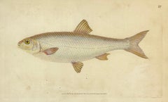 Antique 77: Cyprinus leuciscus, Dace