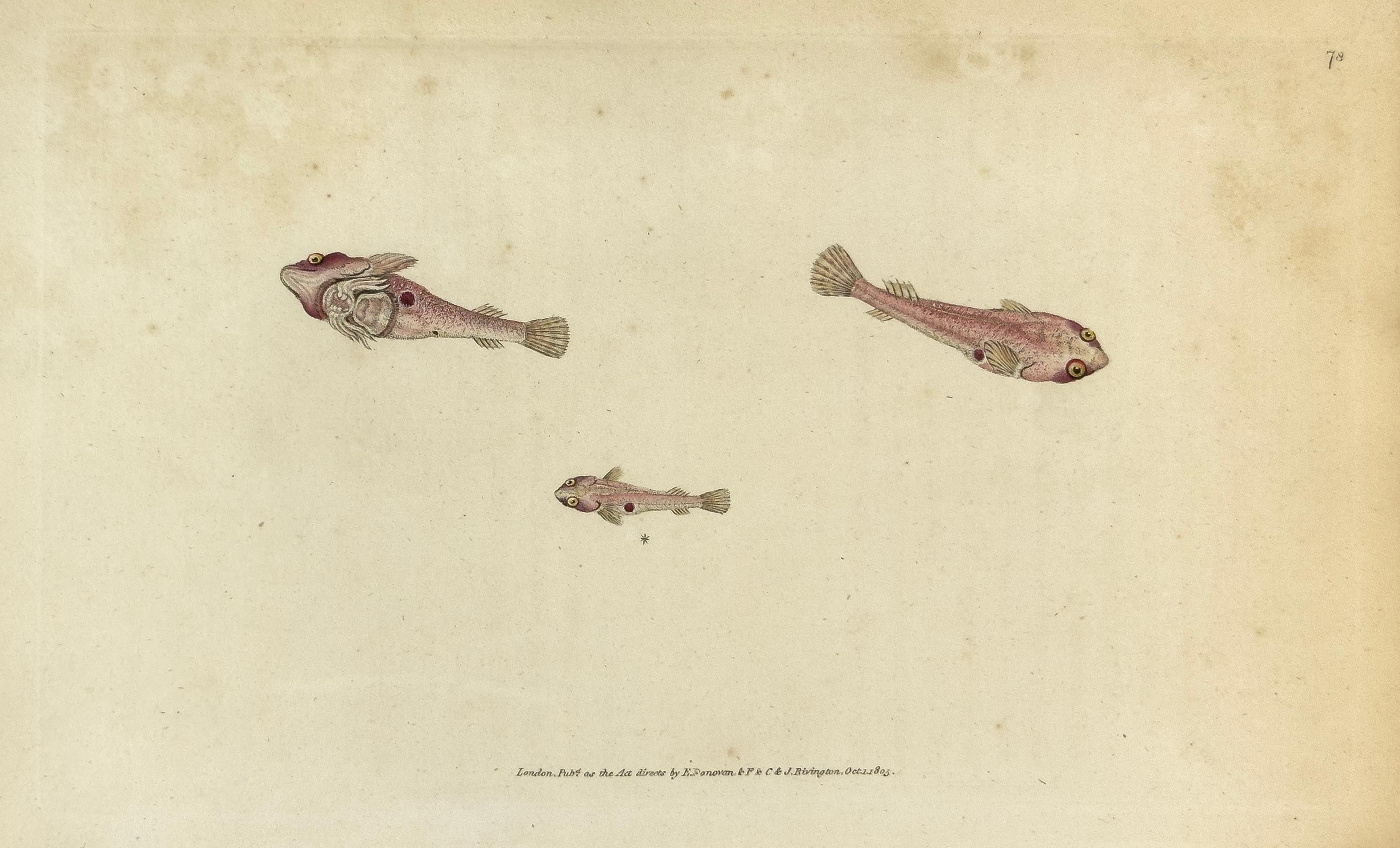Edward Donovan Print – 78: Zyklopterus bimaculatus, Bimaculated Sucker