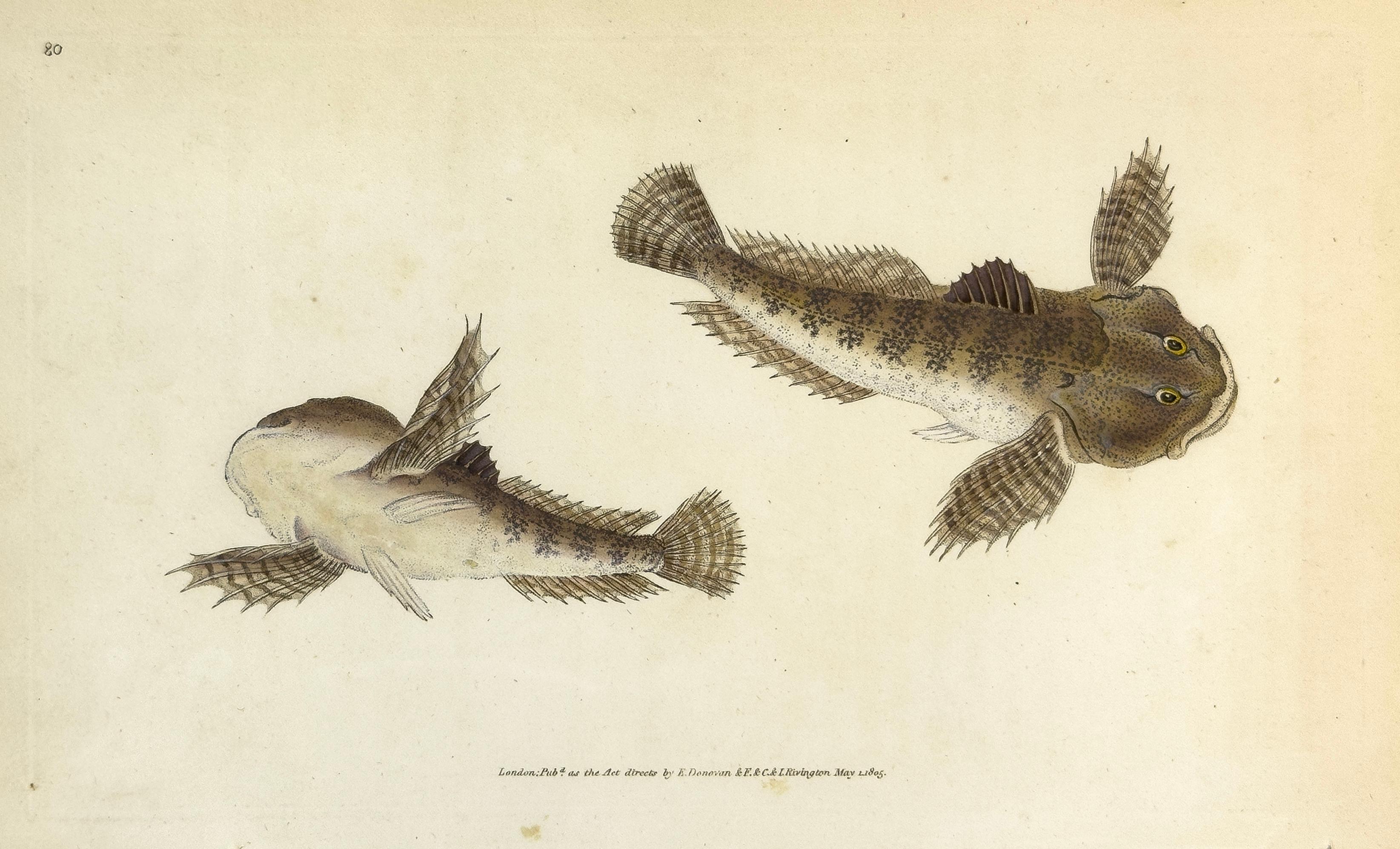 Edward Donovan Animal Print – 80: Cottus Gobio, Fluss Stierkopf