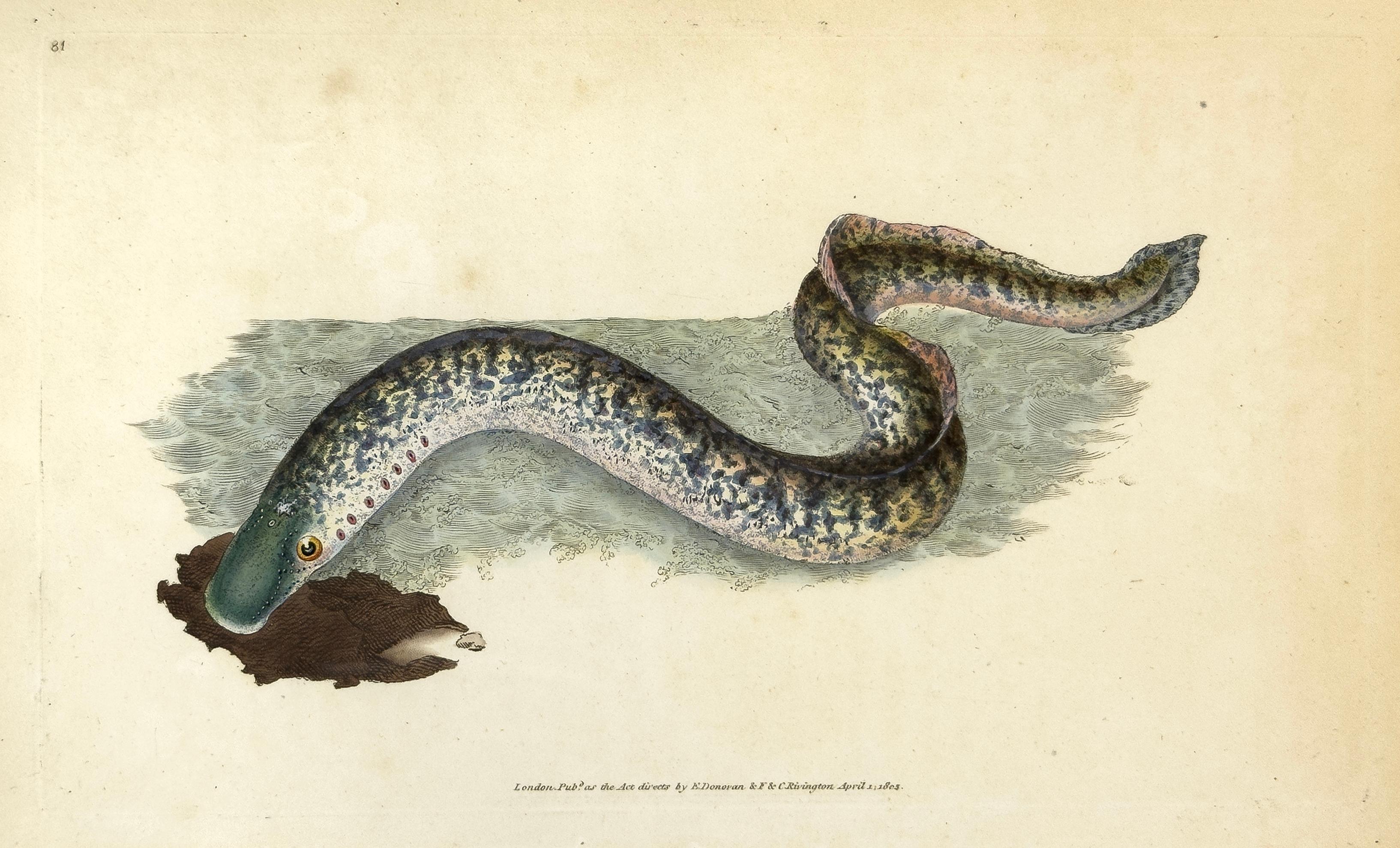 Edward Donovan Animal Print – 81: Petromyzon Marinus, Marine oder gepunkteter Lamprey