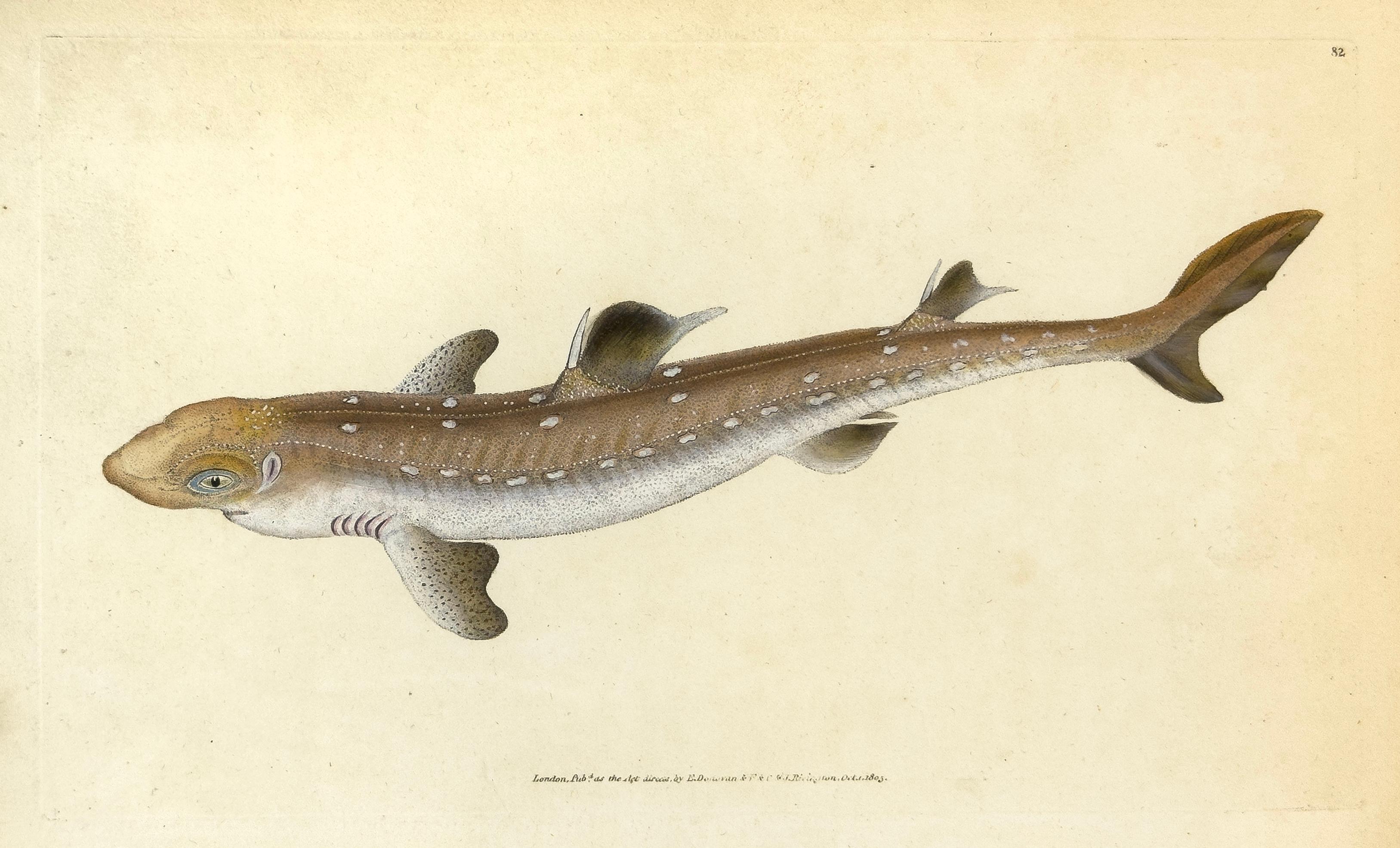 Animal Print Edward Donovan - 82 : Acanthes écailles, poissons de requin ou de chien cueillis