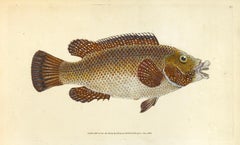 Antique 83: Labrus tinca, Ancient Wrasse or Old Wife