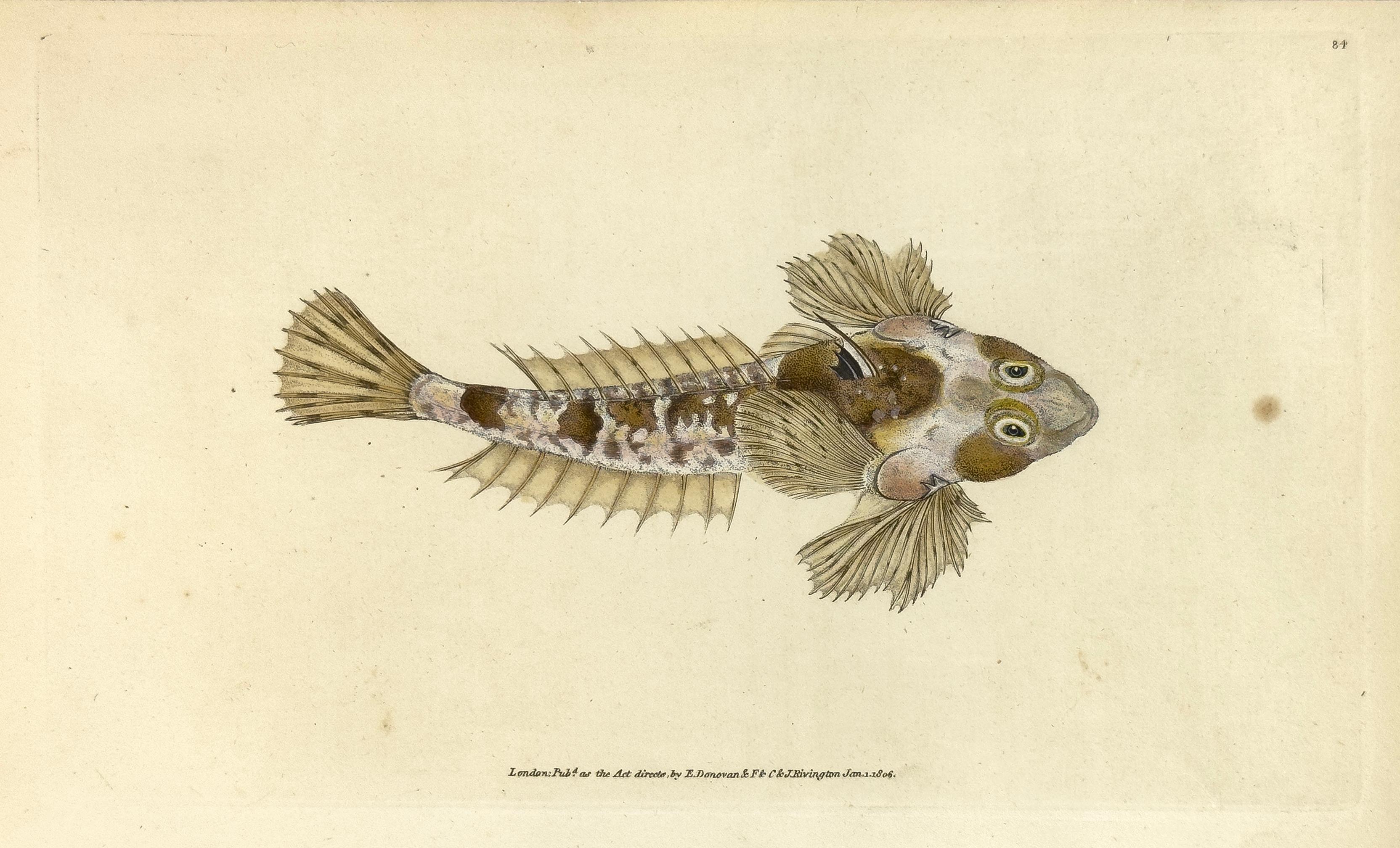 Edward Donovan Print – 84: Callionymus dracunculus, Gemeiner Drachenkopf