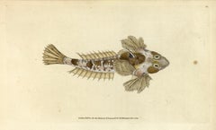 Antique 84: Callionymus dracunculus, Sordid Dragonet