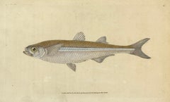 87: Atherina hepsetus, Atherina europea