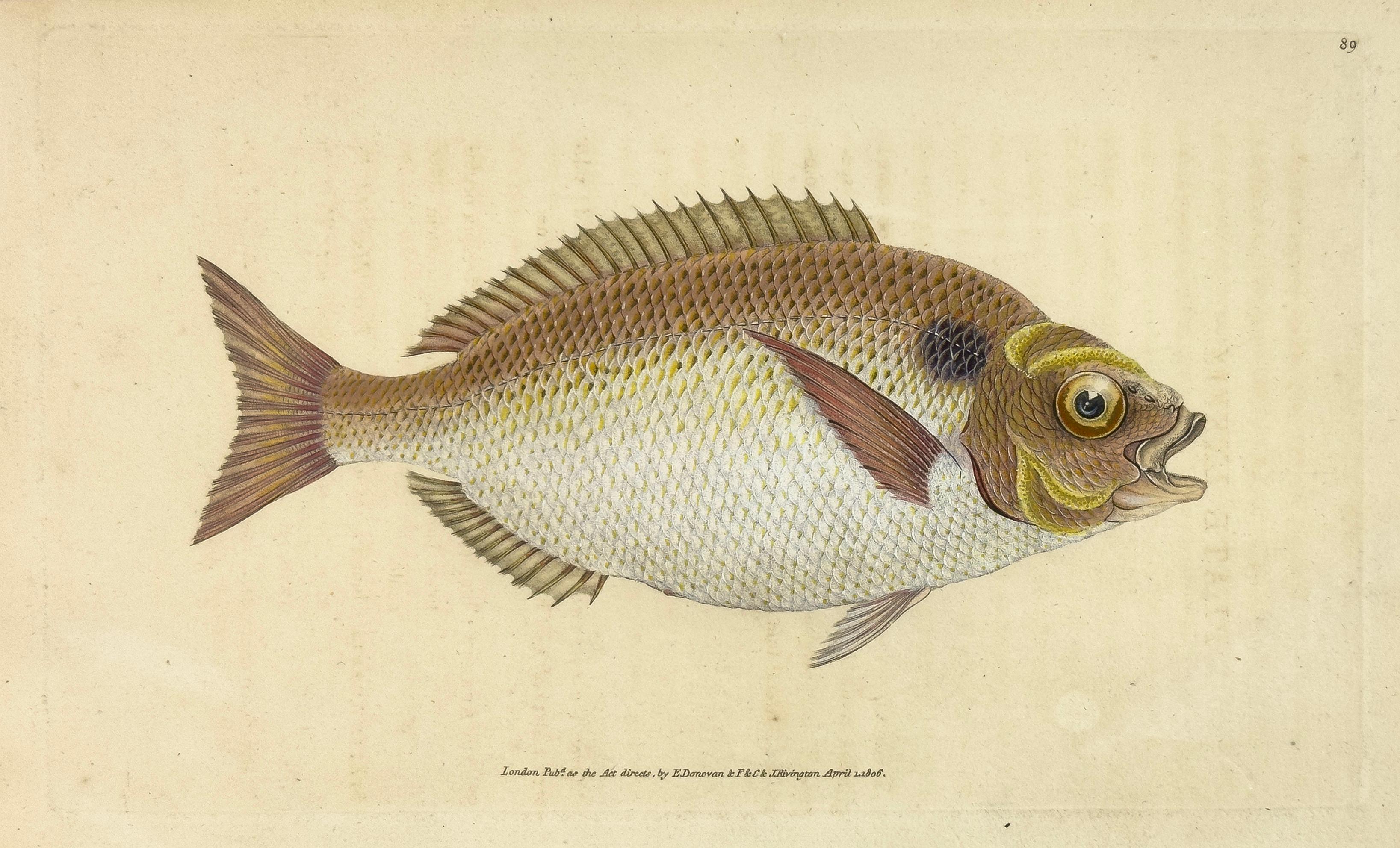 Edward Donovan Animal Print – 89: Sparus aurata, Lunulierter Goldfischkopf