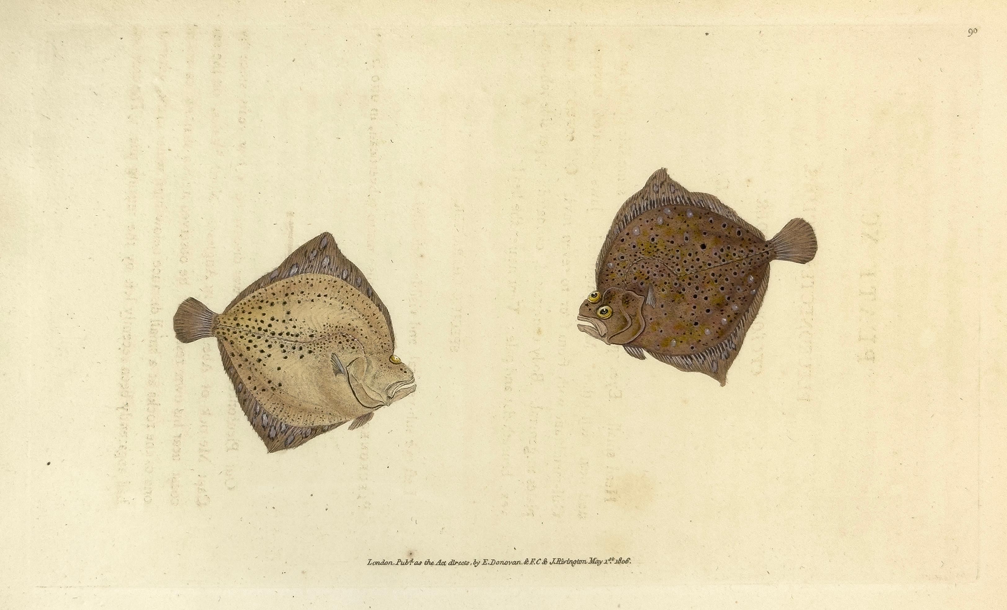 Edward Donovan Animal Print - 90: Pleuronectes cyclops, Cyclops Flounder