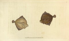 Antique 90: Pleuronectes cyclops, Cyclops Flounder