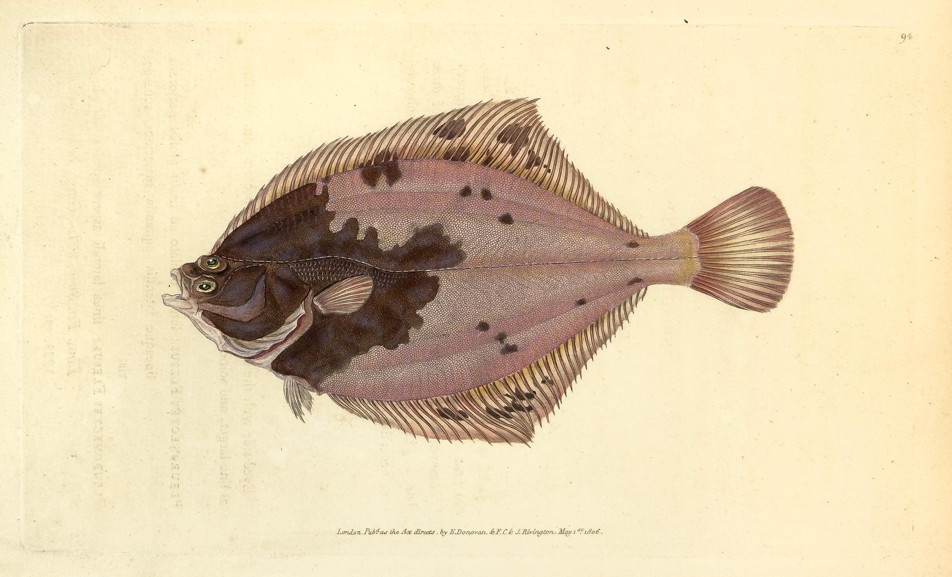 Edward Donovan Animal Print - 94: Pleuronectes flesus, Flounder