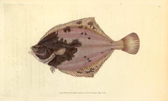 Antique 94: Pleuronectes flesus, Flounder