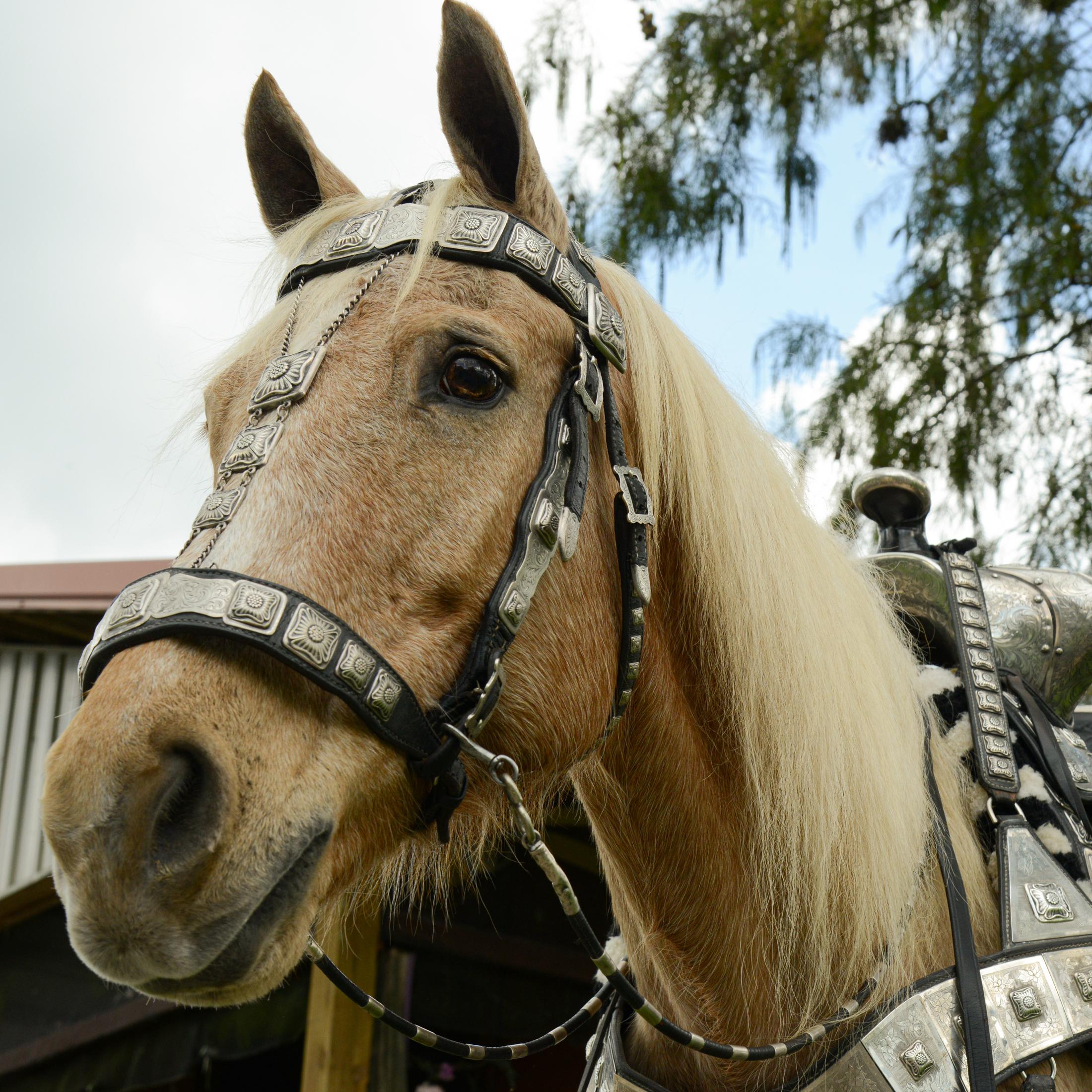 Edward H. Bohlin Parade Saddle Set For Sale 5
