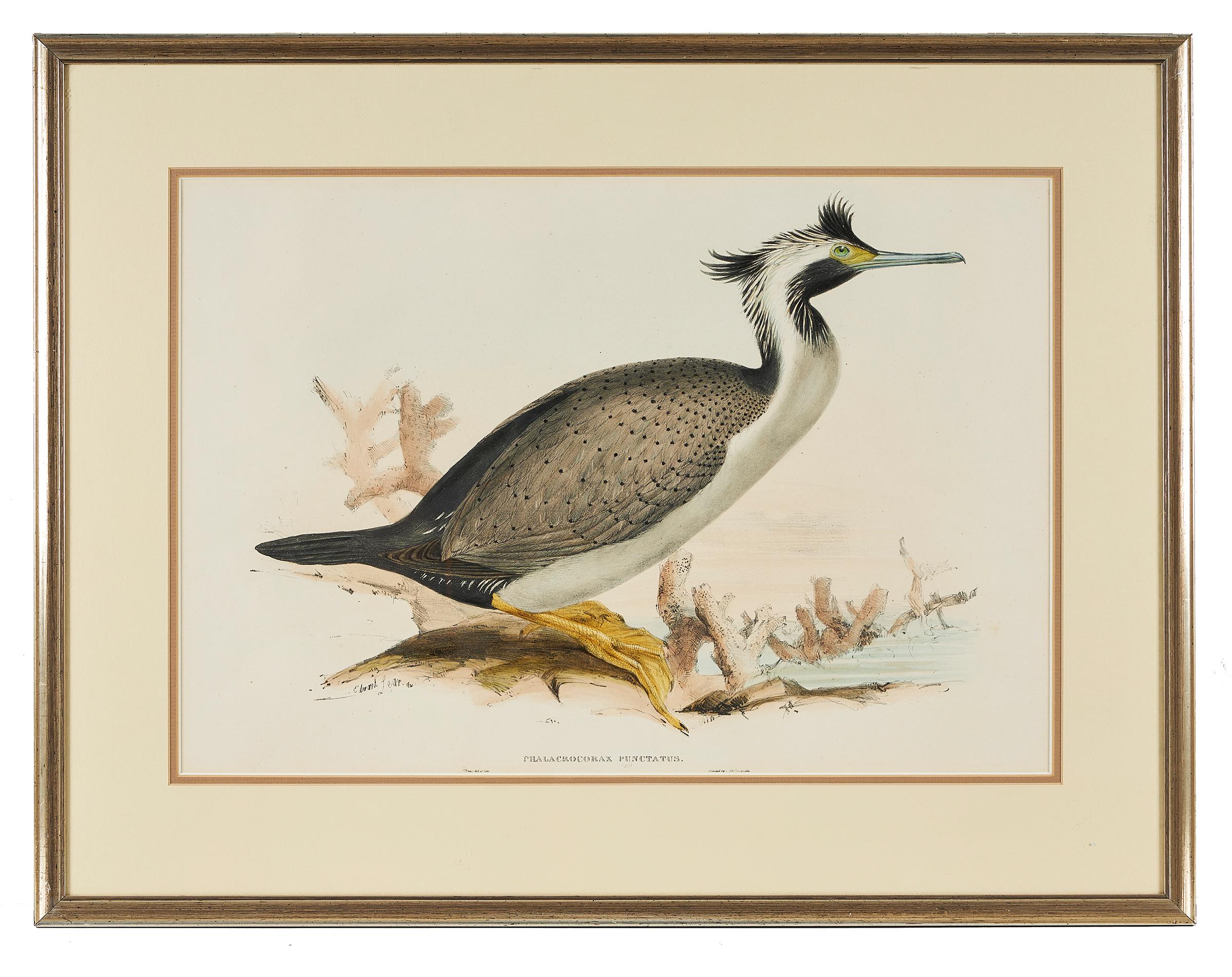 Edward Lear (British, 1812-1888), 'Phalacrocorax Punctatus', 1868, hand colored lithograph, originally published in 'Birds of Australia', framed.