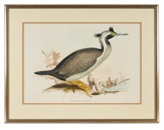 Edward Lear Bird Print from 'Birds of Australia'