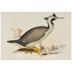 Edward Lear Bird Print from 'Birds of Australia'