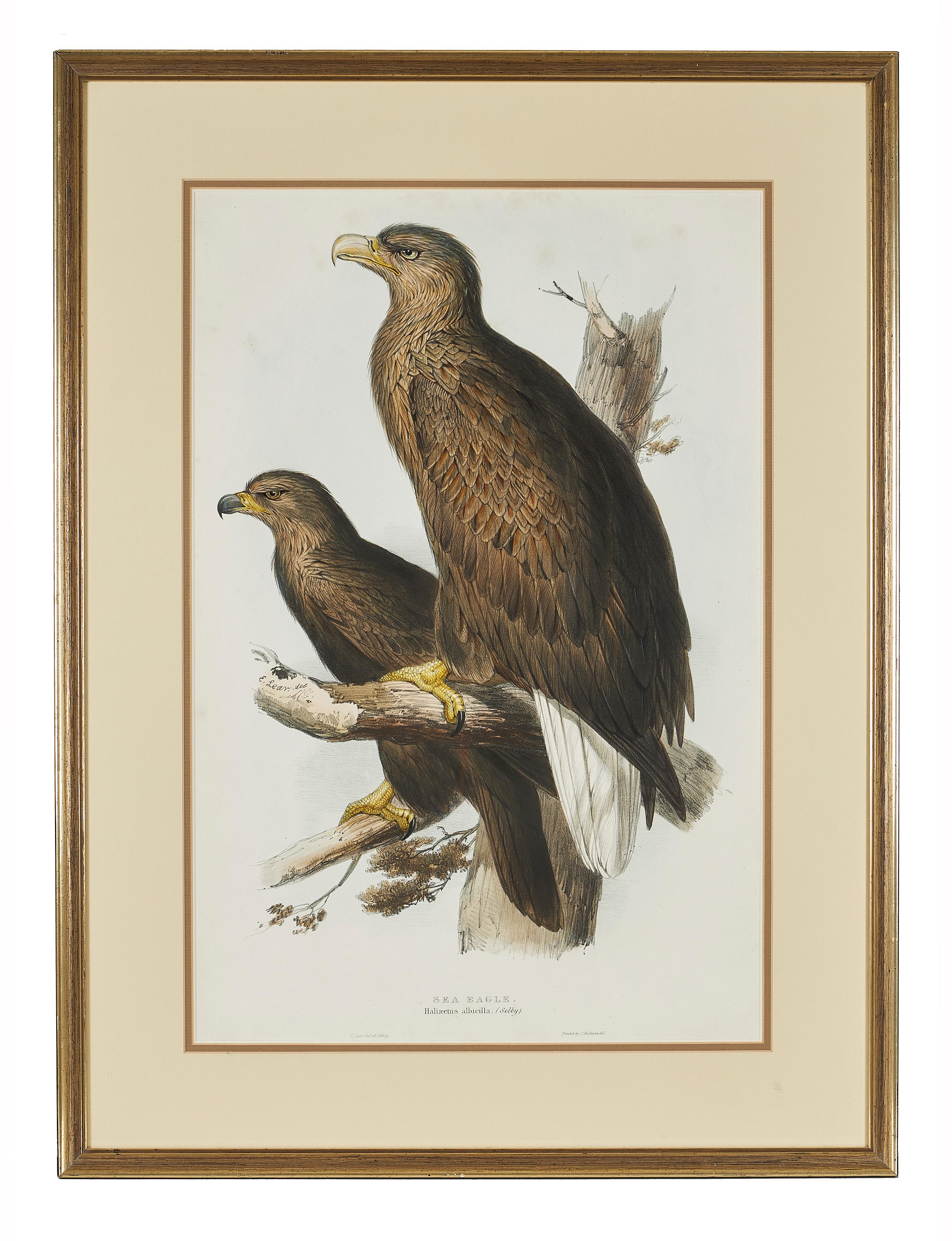 Edward Lear (British, 1812-1888), Haliaeetus albicilla 