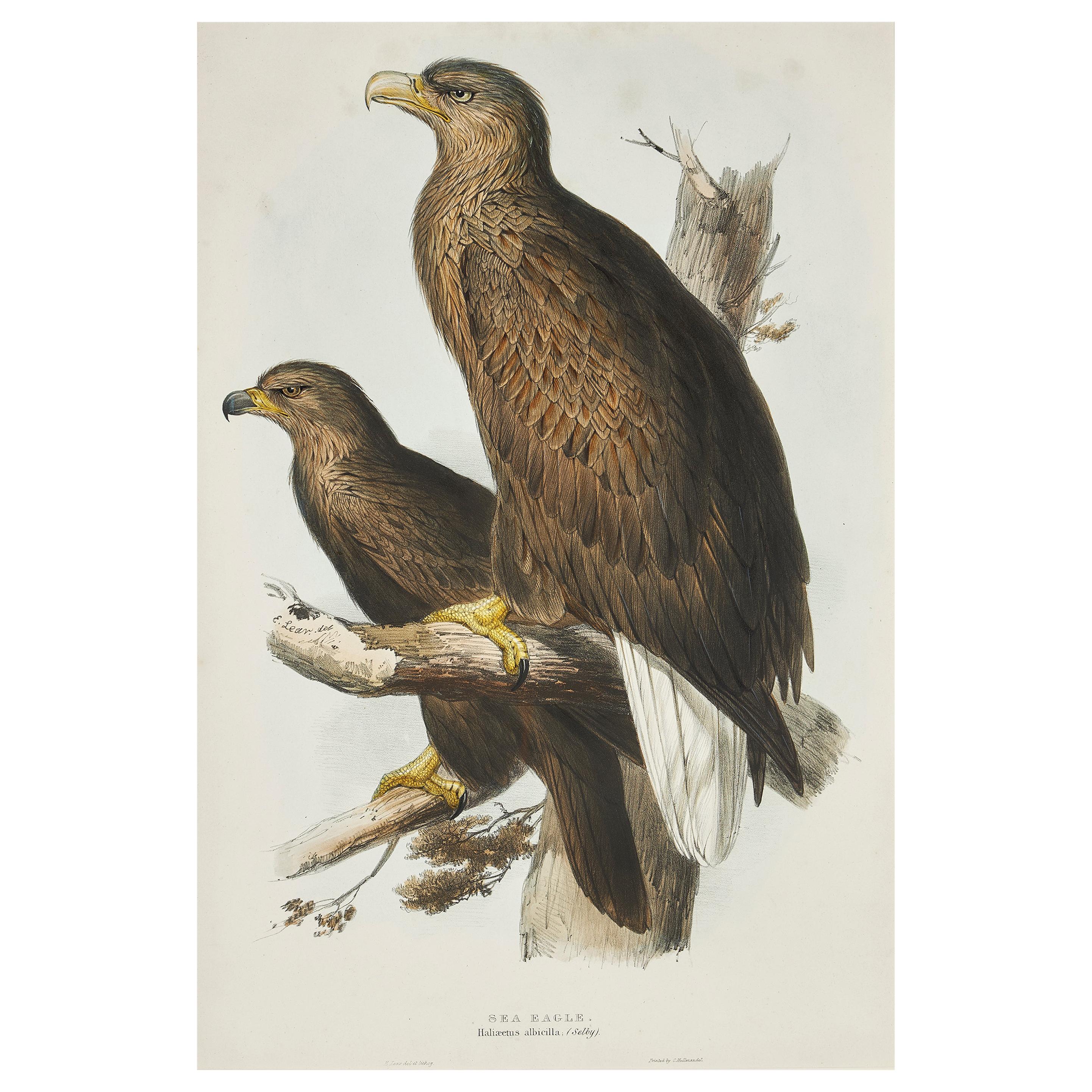 Edward Lear Lithograph from "The Birds of Europe"