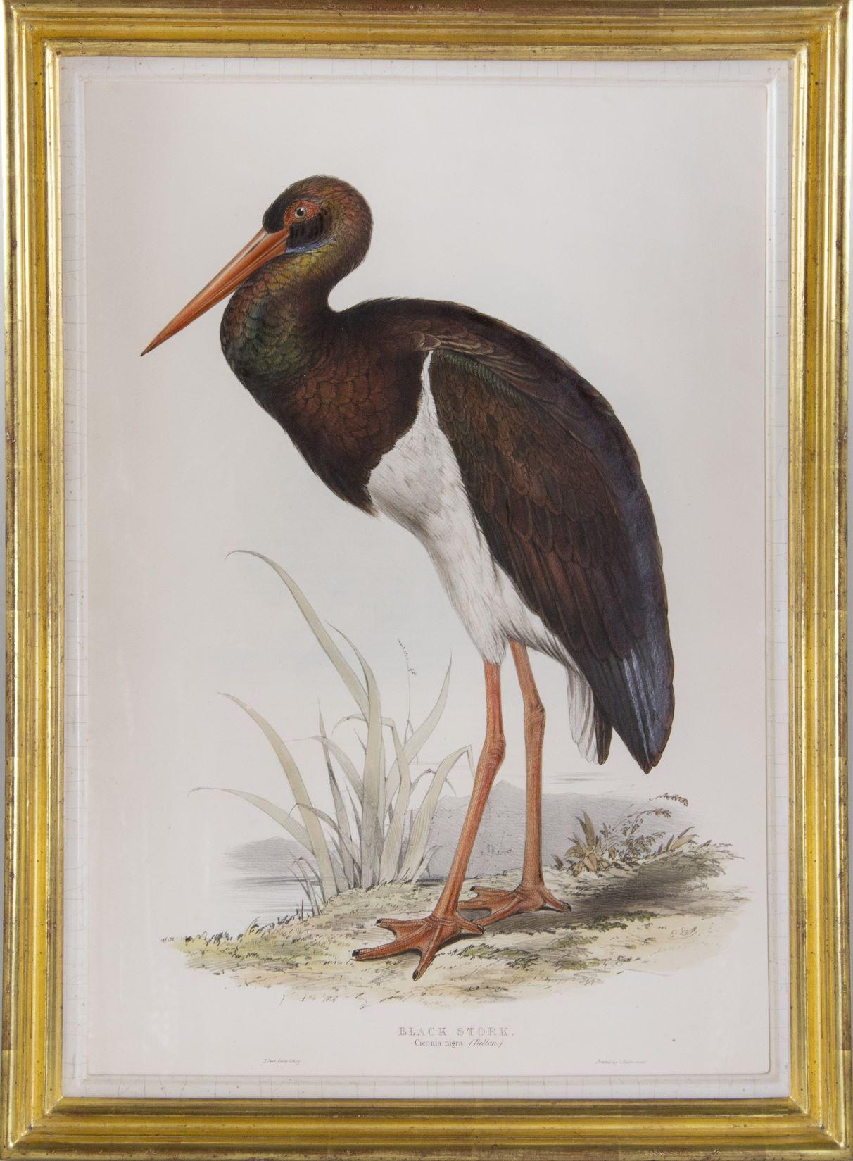 A Group of Four Wading Birds. - Print by Edward Lear