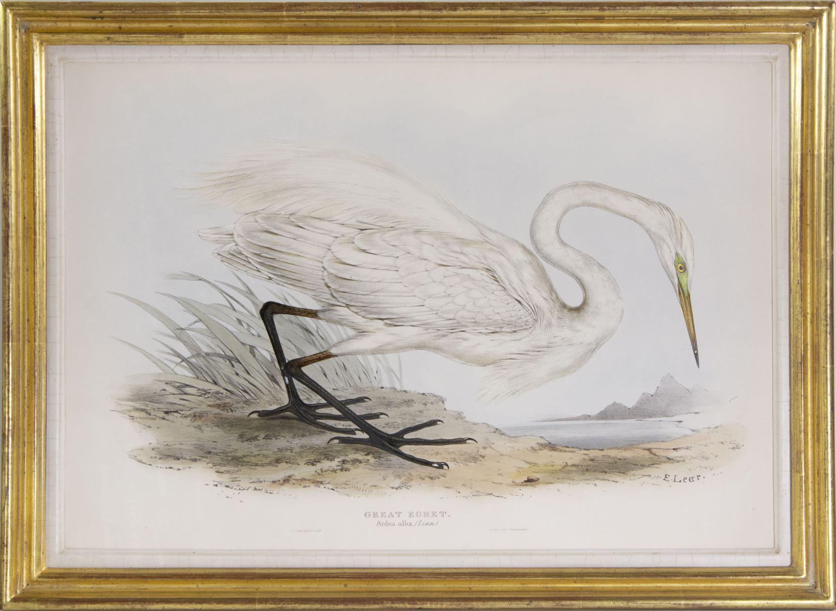 A Group of Four Wading Birds. - Print by Edward Lear