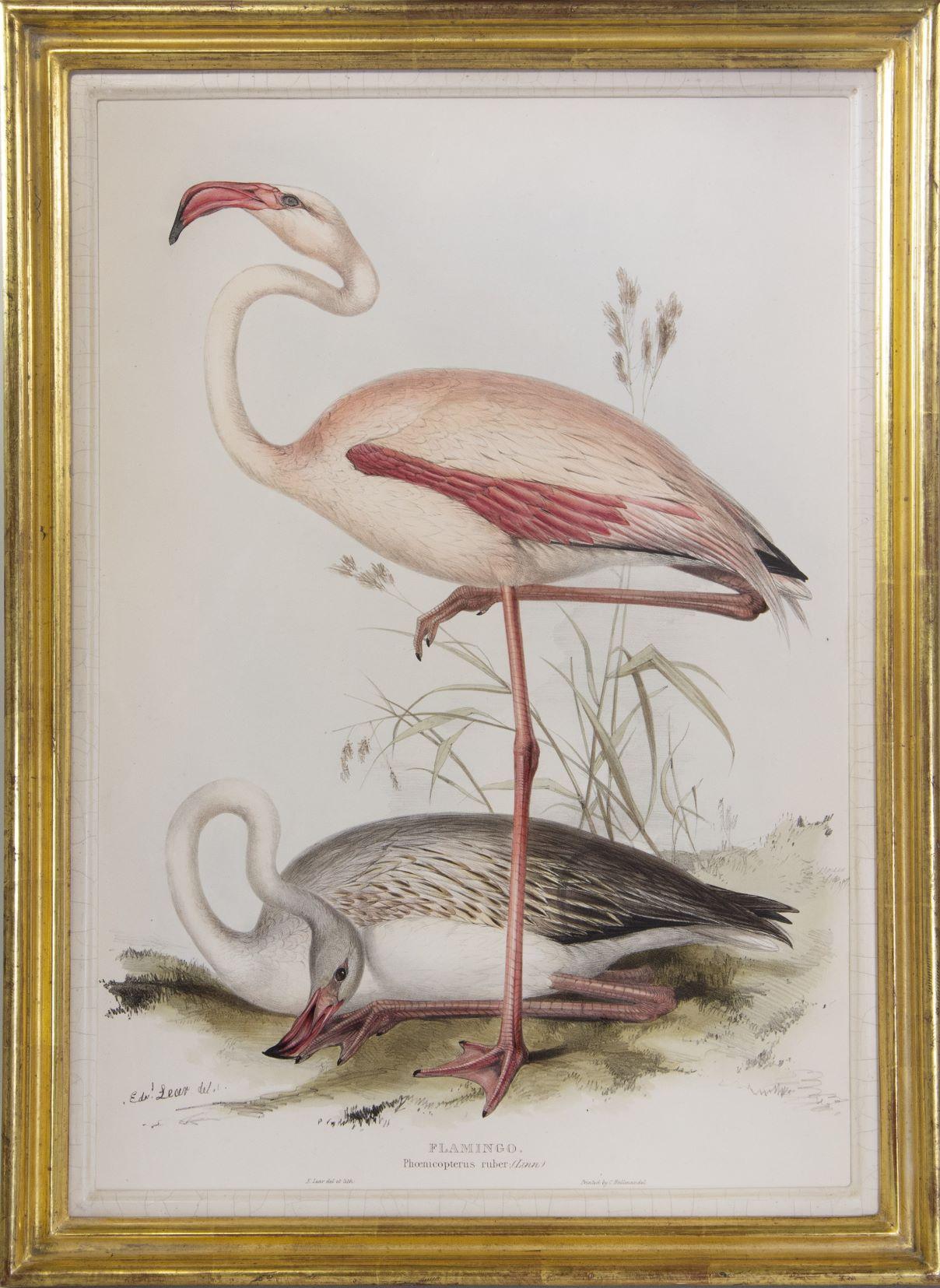 Edward Lear Animal Print - A Group of Four Wading Birds.