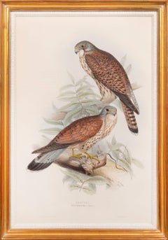 Crécerelle. Tinnunculus Alaudarius.