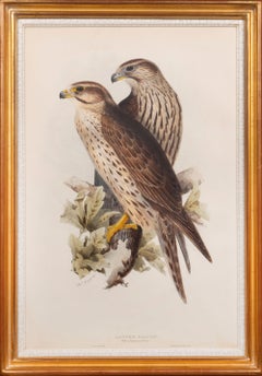 Falcon. Falco lanarius.