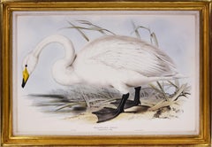 Lear, Three Swans: Whistling Swan, Berwick’s Swan and Domestic Swan