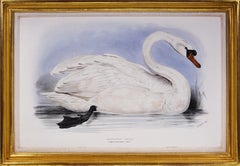 Antique Lear, Three Swans: Whistling Swan, Berwick’s Swan and Domestic Swan