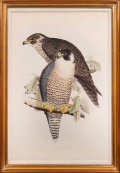 Le Falcon pèlerin. Falco Peregrinus.