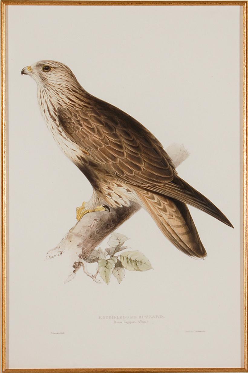 Rough-legged Buzzard: 19th C. Hand-colored Lithograph by J. Gould & Edward Lear For Sale 1