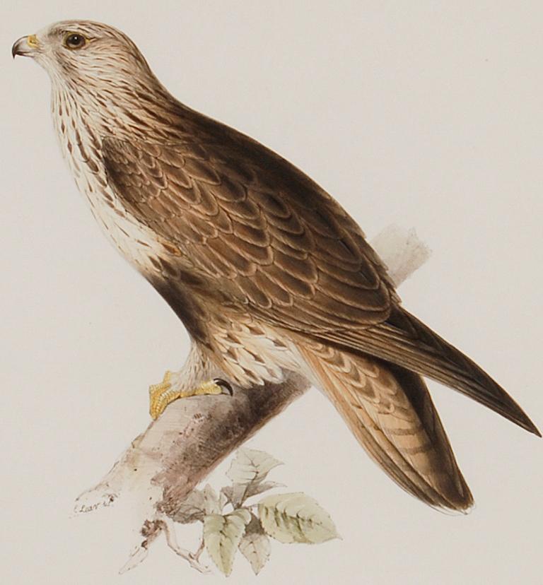 Rough-legged Buzzard: 19th C. Hand-colored Lithograph by J. Gould & Edward Lear For Sale 2