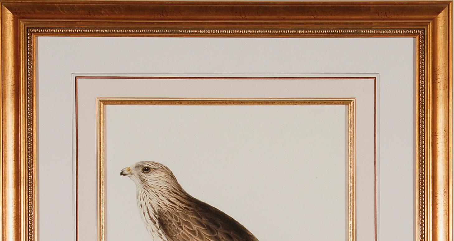 Rough-legged Buzzard: 19th C. Hand-colored Lithograph by J. Gould & Edward Lear For Sale 4