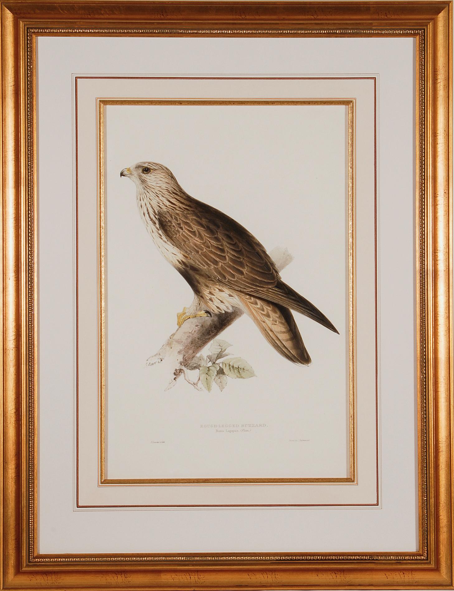 This is an original 19th century hand-colored folio-sized lithograph entitled "Archibuteo Lagopus" (Rough-Legged Buzzard) by John Gould and Edward Lear, from Gould's "Birds of Great Britain", published in London between 1862 and 1873. The print