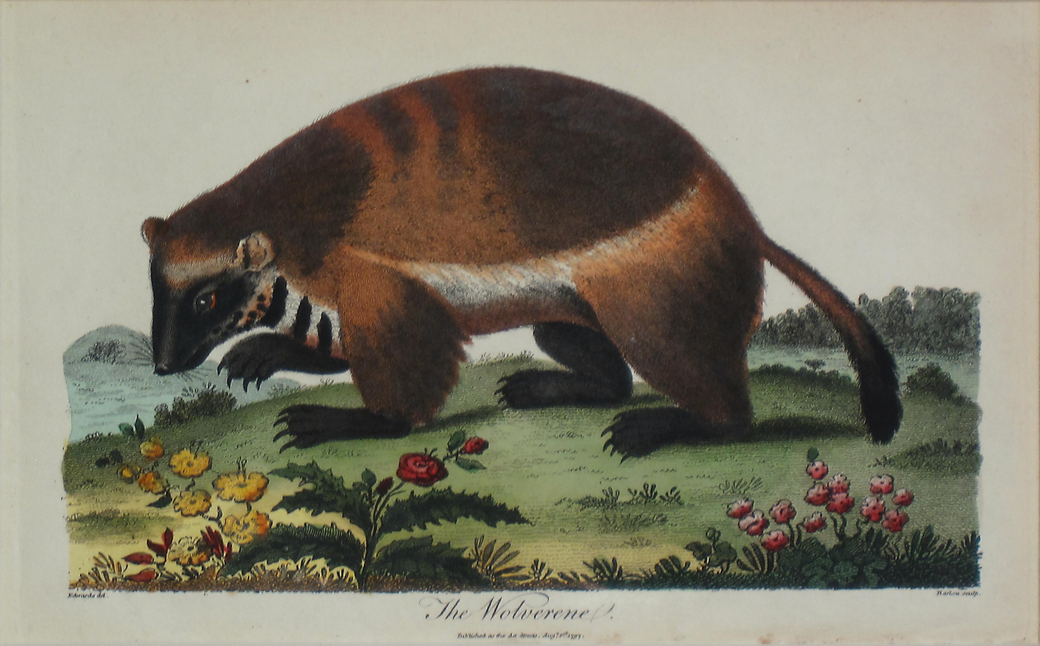 Edward Lear Animal Print - The Wolverene Antique Print