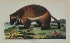 The Wolverene Antique Print