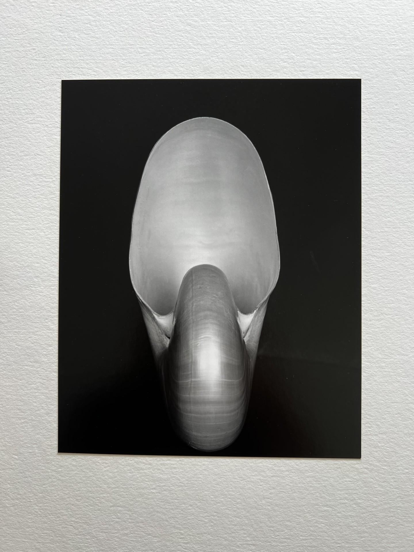 Edward Weston Still-Life Photograph - 1S Shell