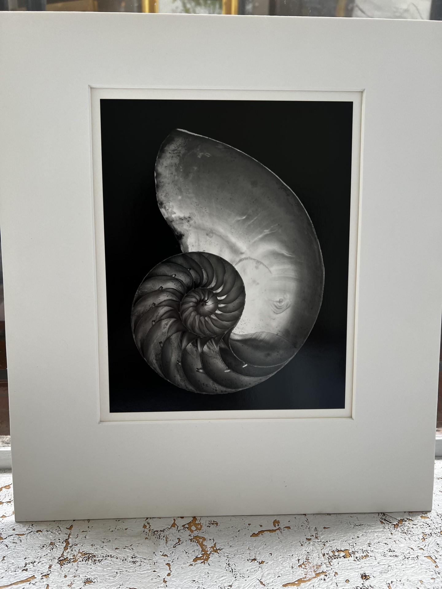 2S Shell - Photograph by Edward Weston