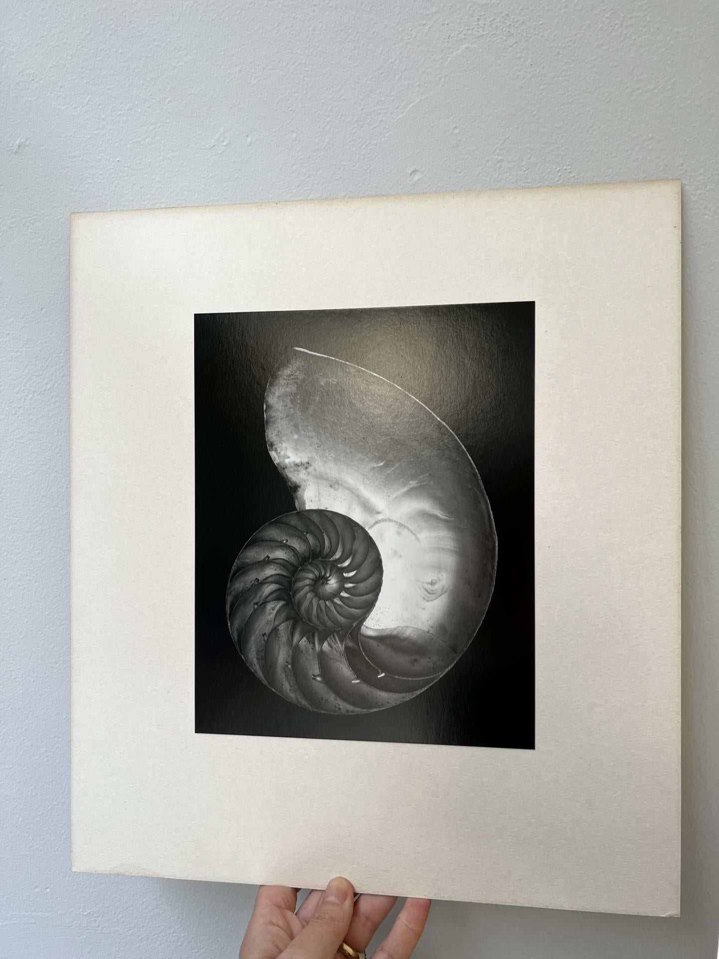 Weston created 2S after his return to America from two extended stays in Mexico between 1923 and 1927. Throughout 1927 he took twenty-six still life images of shells, including Nautilus 1927 (Museum of Modern Art, New York). His interest in nautilus
