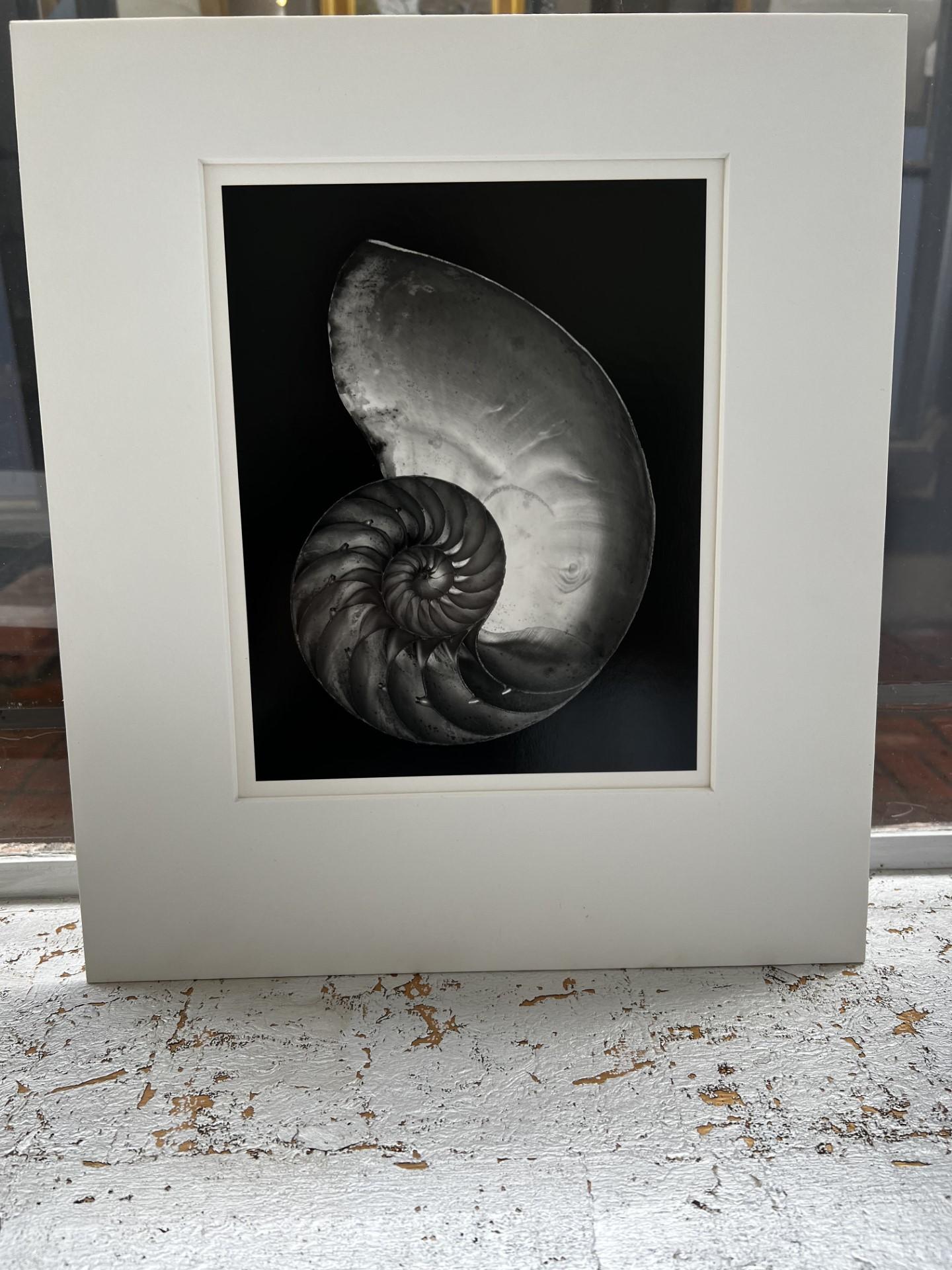 Edward Weston Black and White Photograph - 2S Shell