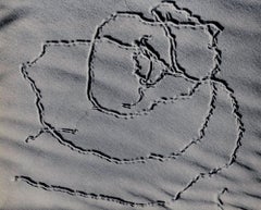 Vintage Bug Tracks on Sand, Oceano