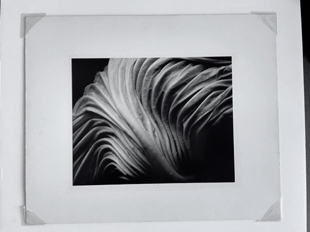 Cabbage Leaf 41V - Photograph by Edward Weston