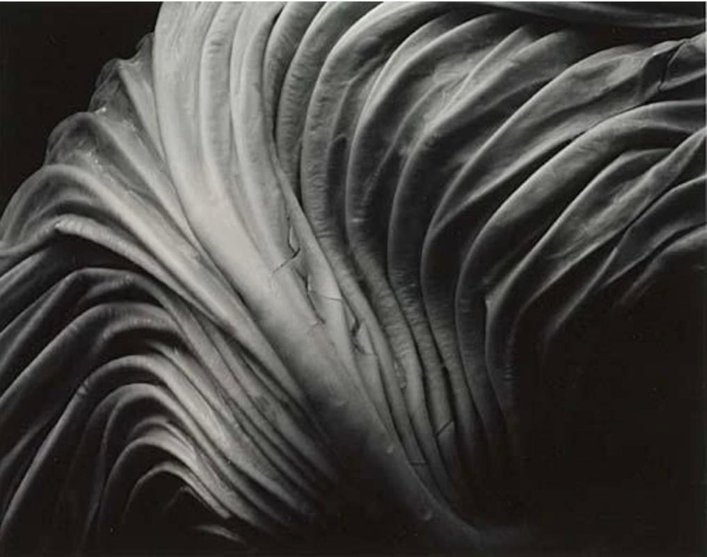 Edward Weston Black and White Photograph - Cabbage Leaf 41V