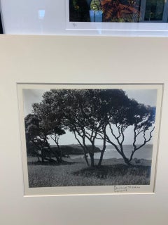 Carmel, arbres, datant d'environ 1940