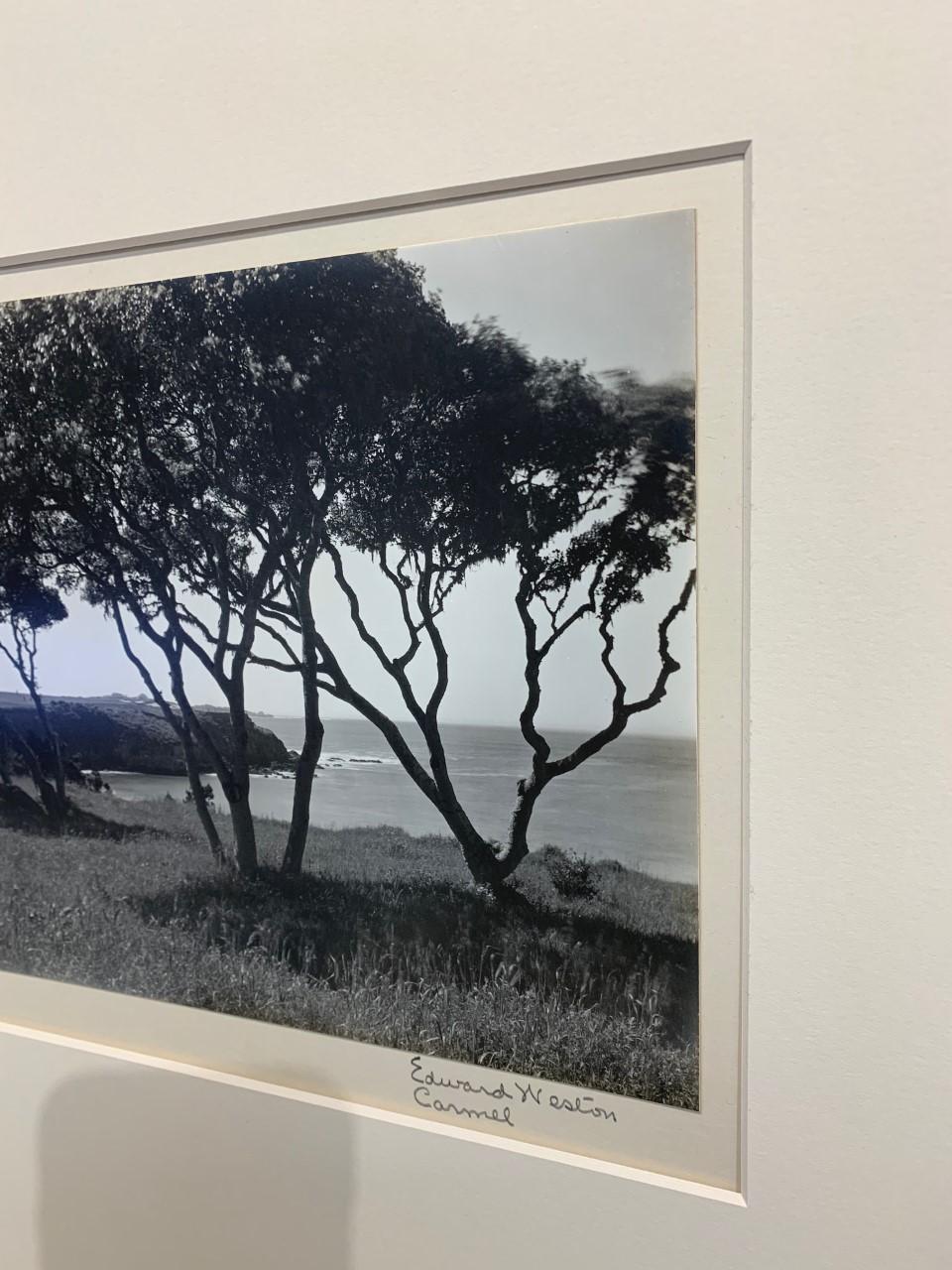 Carmel, arbres, datant d'environ 1940 - Noir Black and White Photograph par Edward Weston