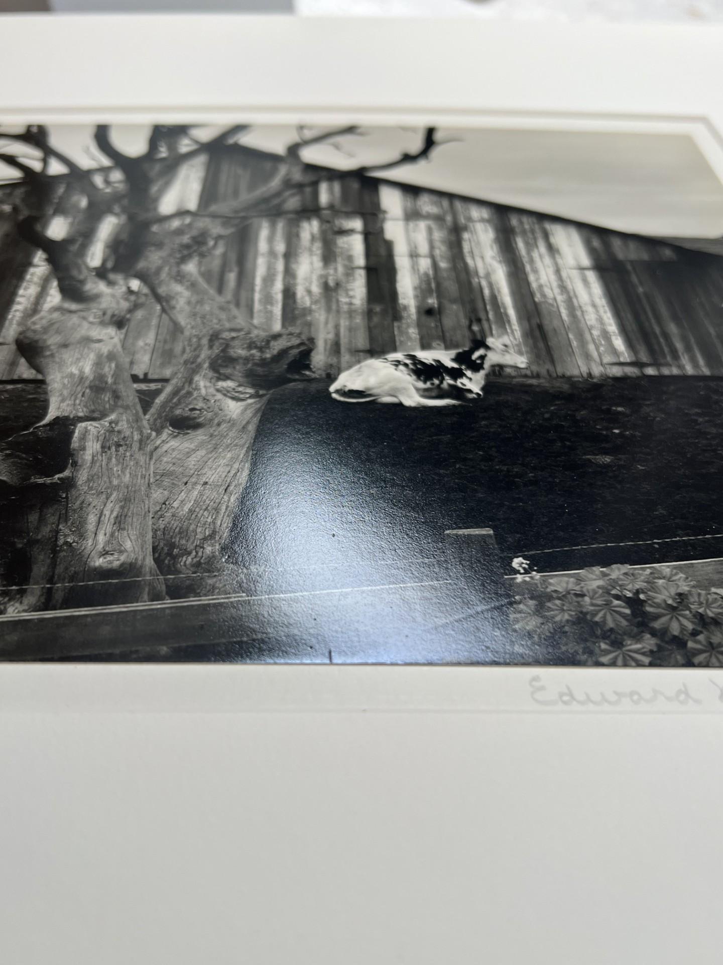 Corral, Pismo Beach, 54A, Corral – Photograph von Edward Weston