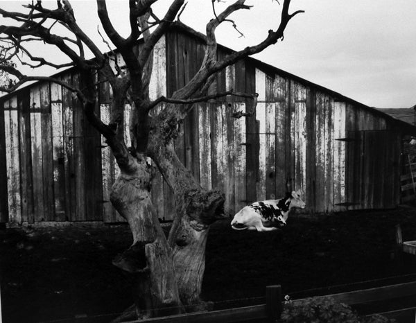 Edward Weston Black and White Photograph – Corral, Pismo Beach, 54A, Corral