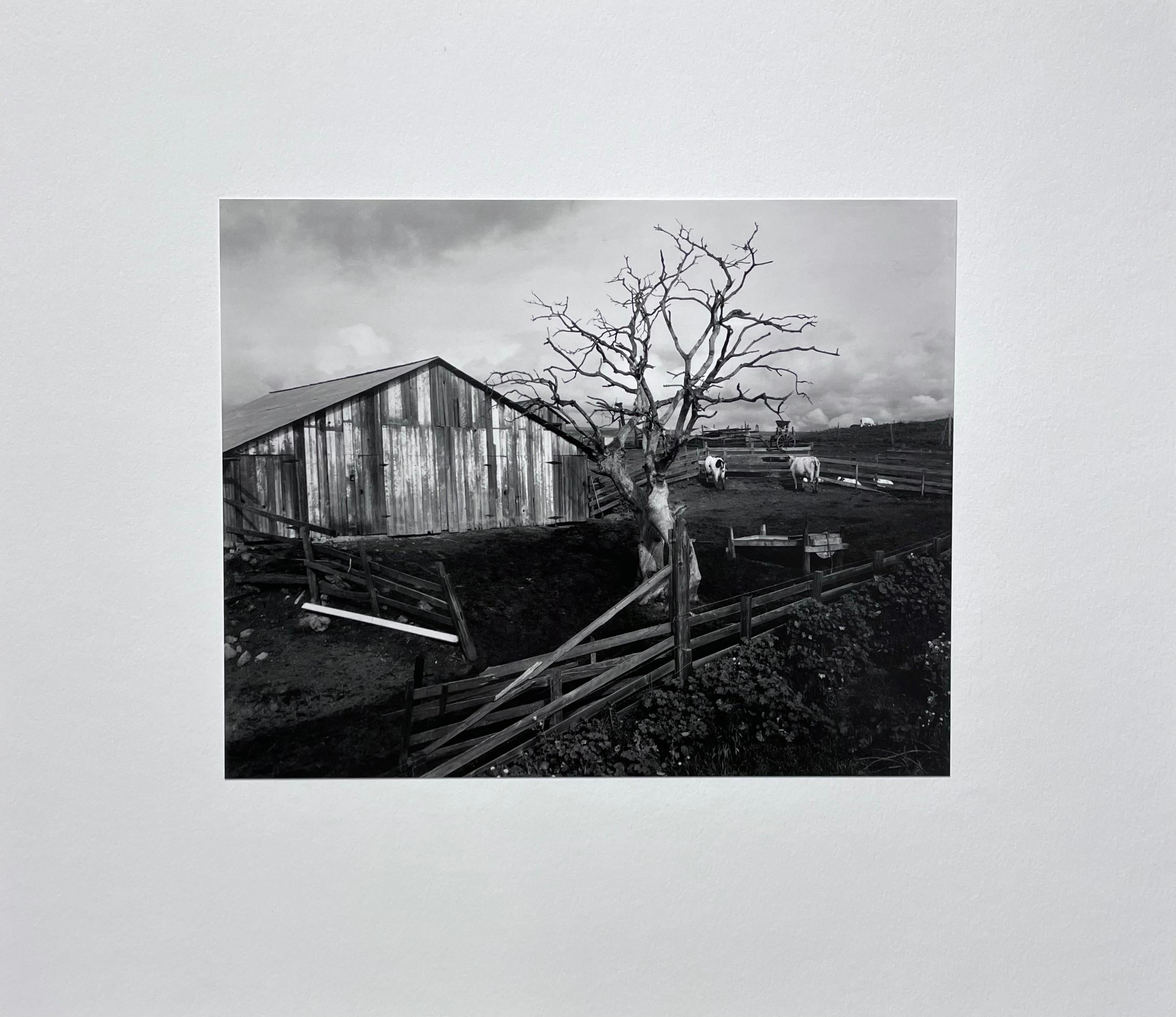 Corral, Pismo Beach - Photograph by Edward Weston