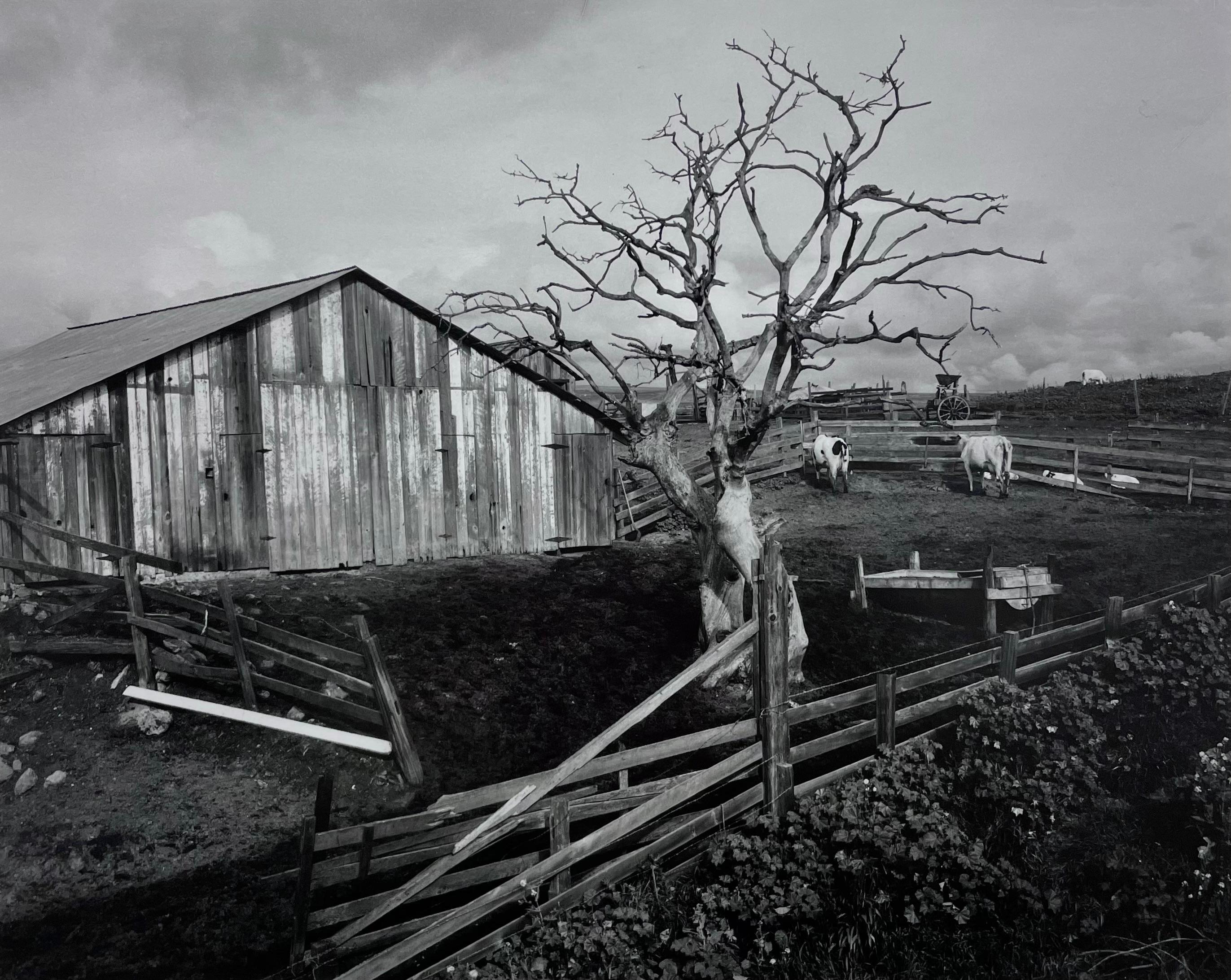Corral, Pismo Beach (Grau), Black and White Photograph, von Edward Weston